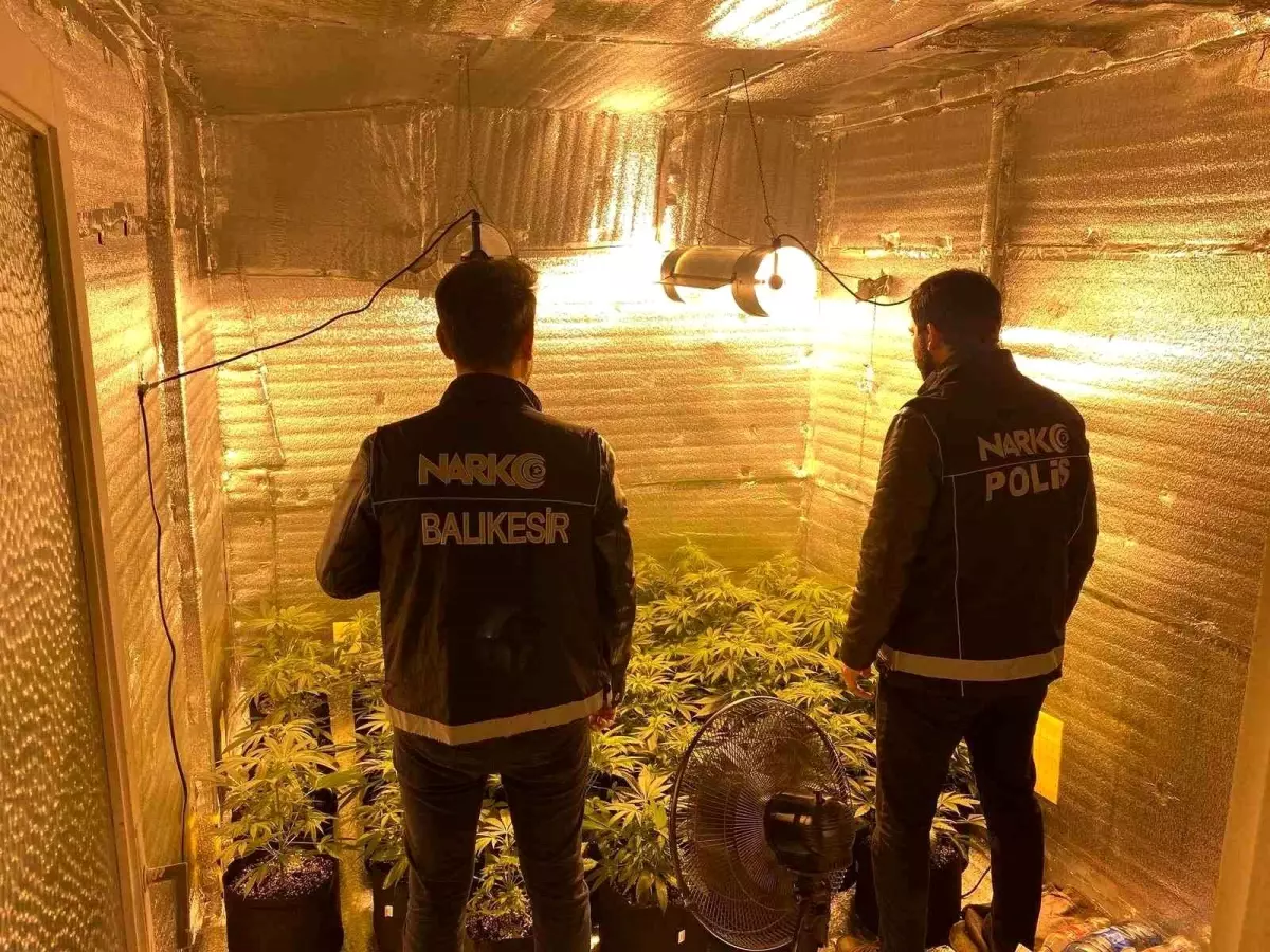 Ayvalık'ta Uyuşturucu Operasyonu: 28 Kök Kenevir Ele Geçirildi
