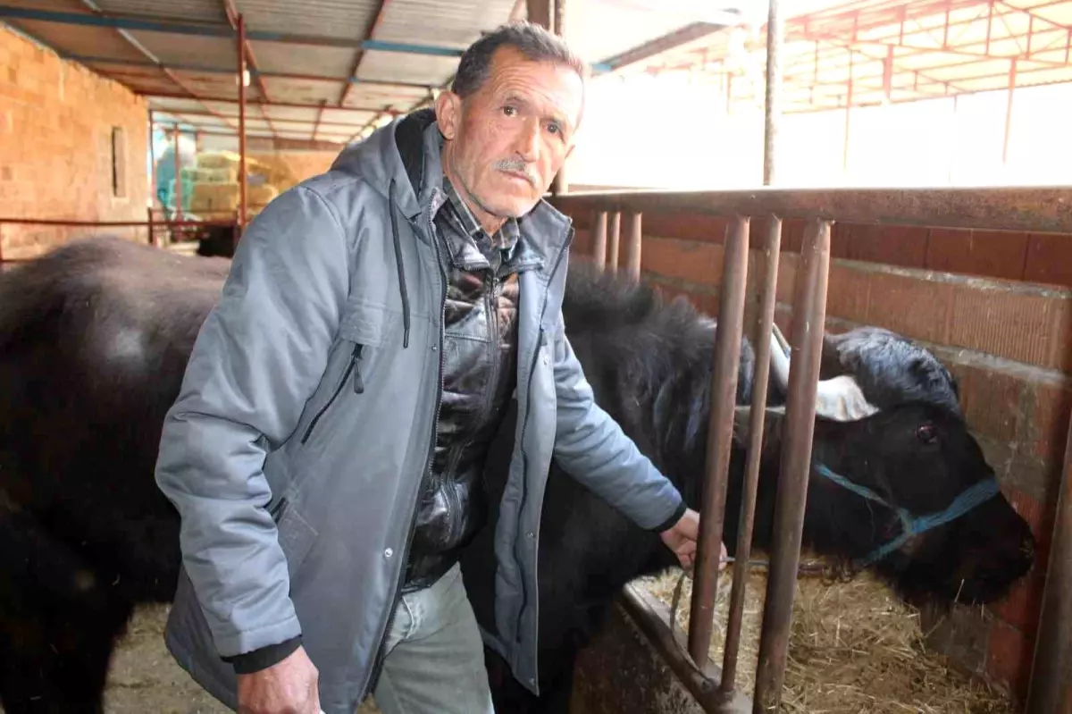Aydın'da Manda Kaymağına Artan Talep