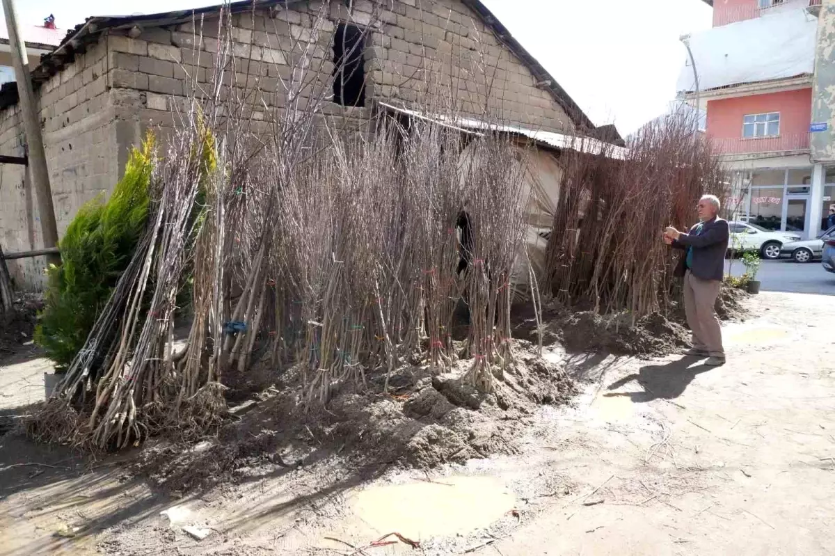 Muş'ta Bahar Gelince Fidan Satışları Başladı