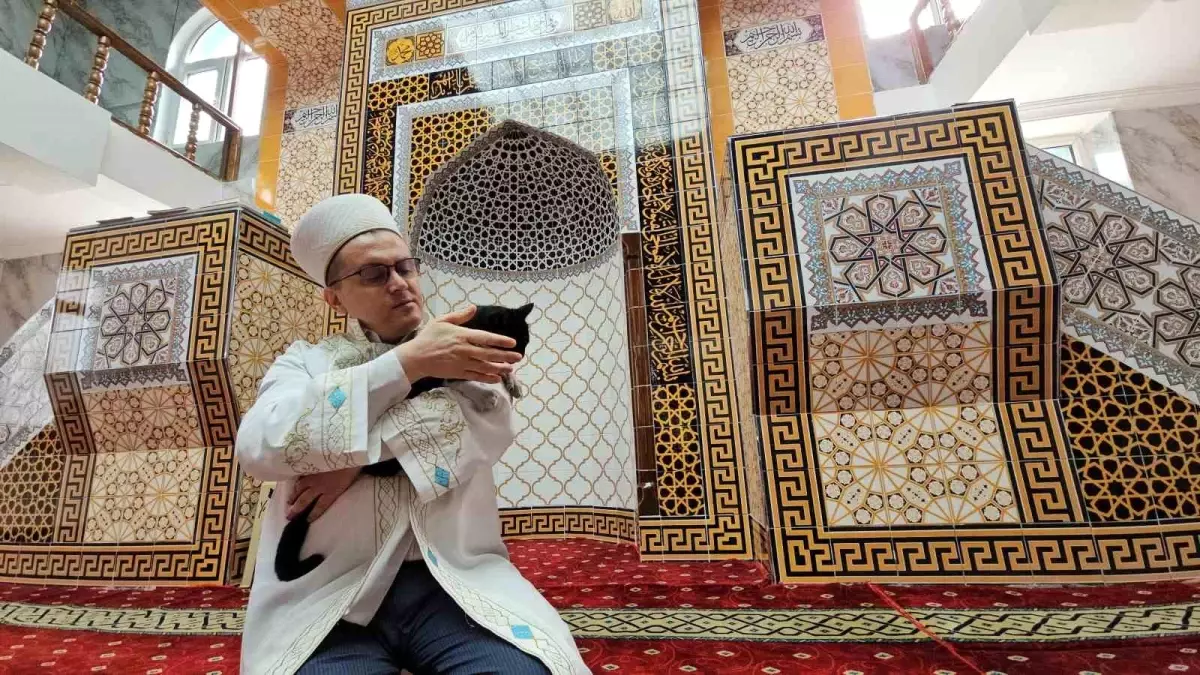 Zonguldak'ta Camideki Kedinin Hikayesi