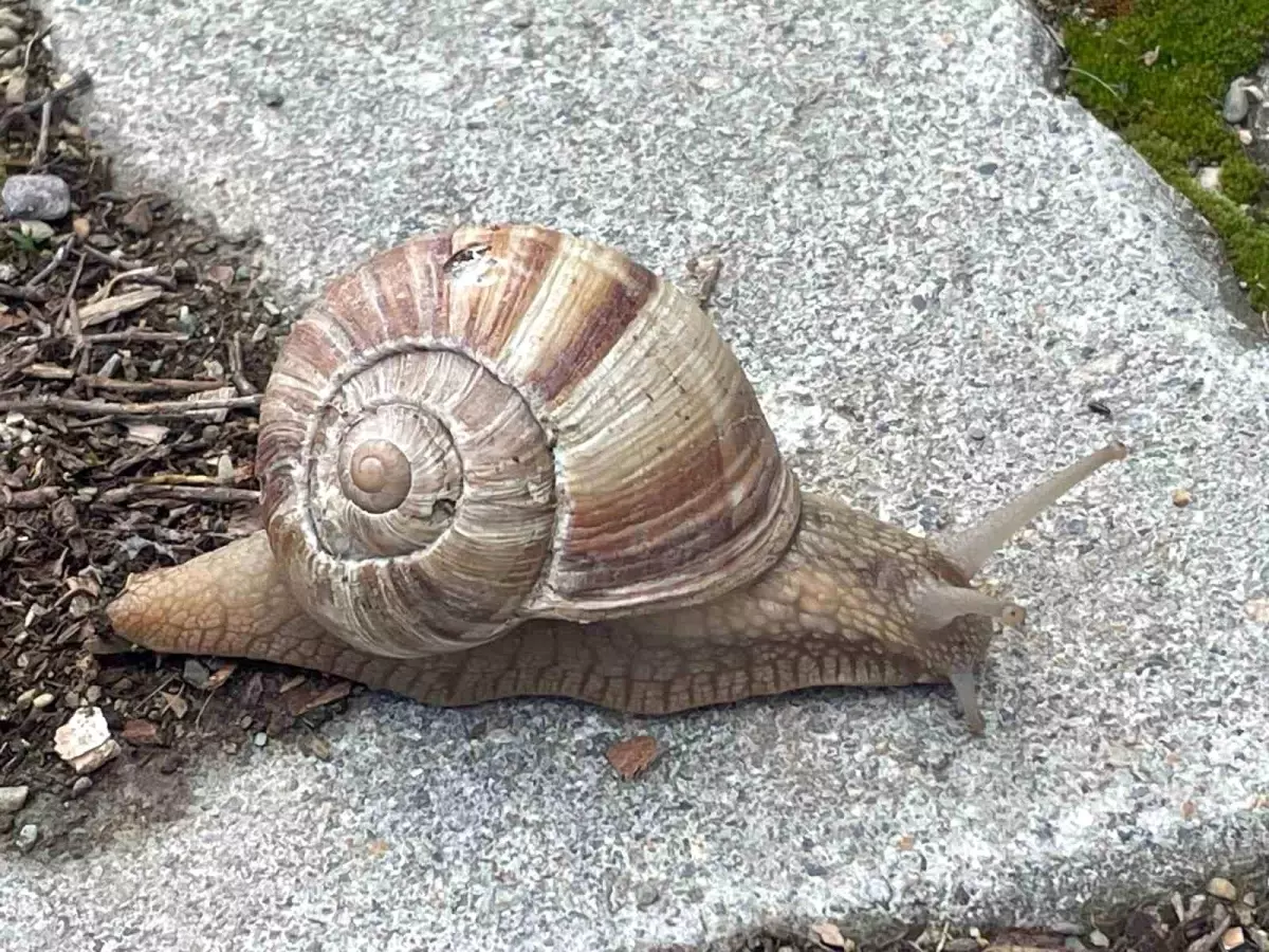 Bahar Aylarında Salyangoz Toplama Geliri Artıyor