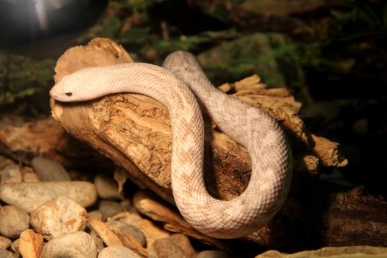 Rüyada yılan görmek nedir? Rüyada siyah, beyaz, sarı yılan görmek ne anlama gelir?