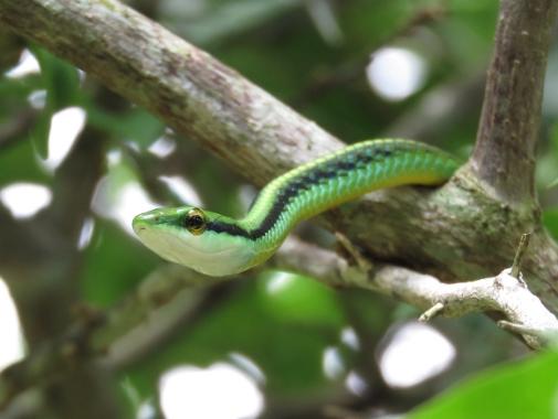 Rüyada yılan görmek nedir? Rüyada siyah, beyaz, sarı yılan görmek ne anlama gelir?