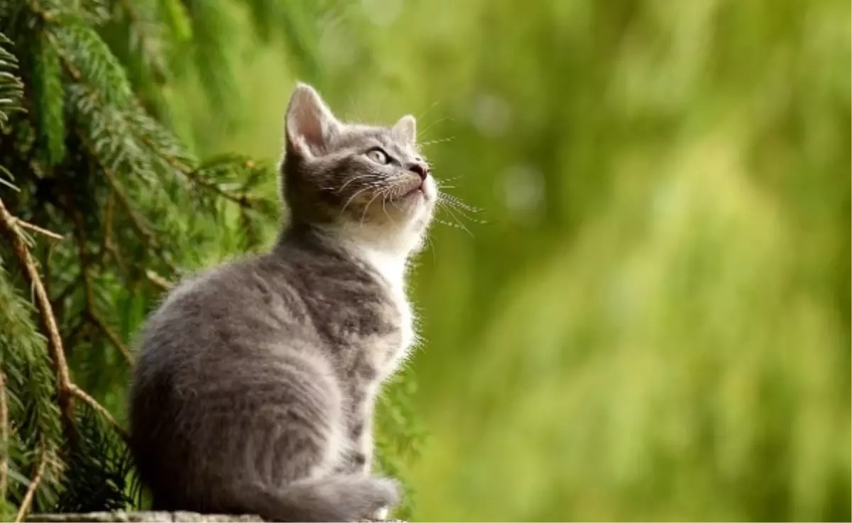 Rüyada kedi görmek nedir, ne anlama gelir? Rüyada yavru kedi görmek tabiri nedir?