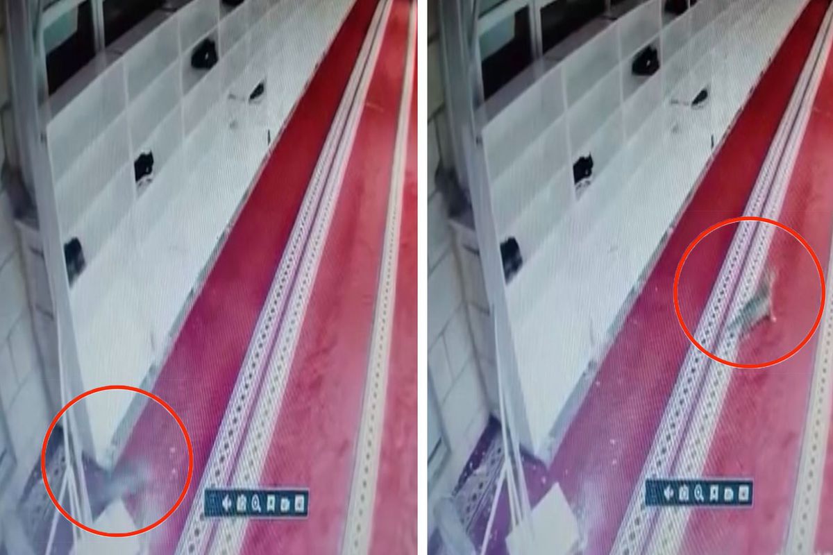Kedinin caminin asma tavanını yıkarak aşağı düştüğü anlar kamerada
