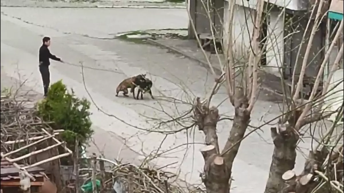 Samsun'da akılalmaz görüntüler! Köpeğini sokak köpeklerine saldırttı