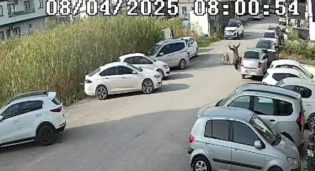 Hatay'da sokak köpekleri yaşlı kadına saldırdı! O anlar kameraya yansıdı