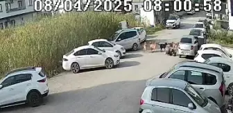 Hatay'da sokak köpekleri yaşlı kadına saldırdı! O anlar kameraya yansıdı