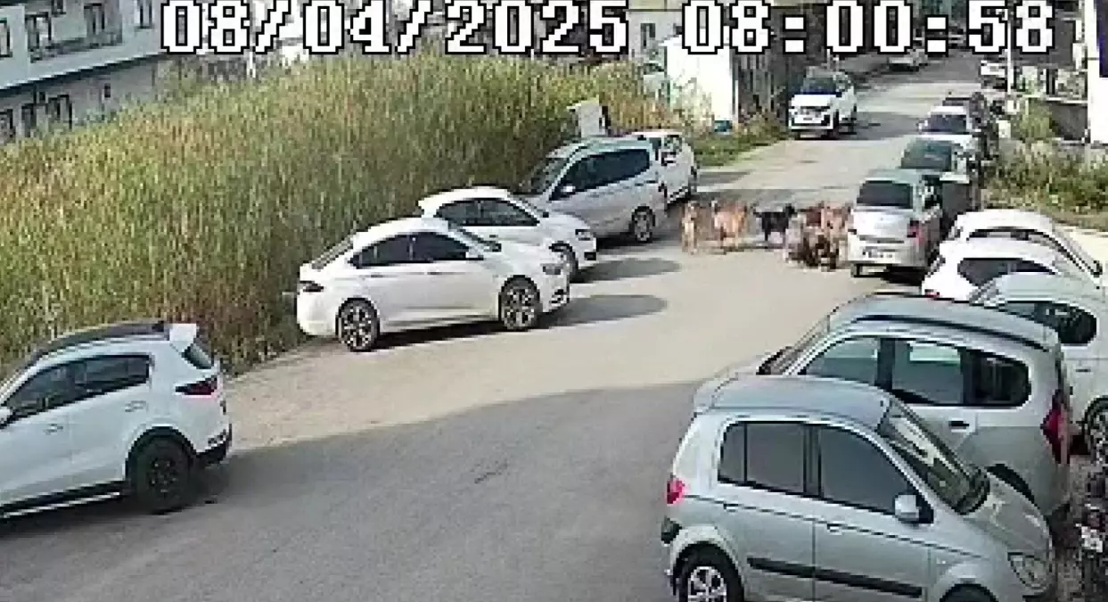Hatay'da sokak köpekleri yaşlı kadına saldırdı! O anlar kameraya yansıdı