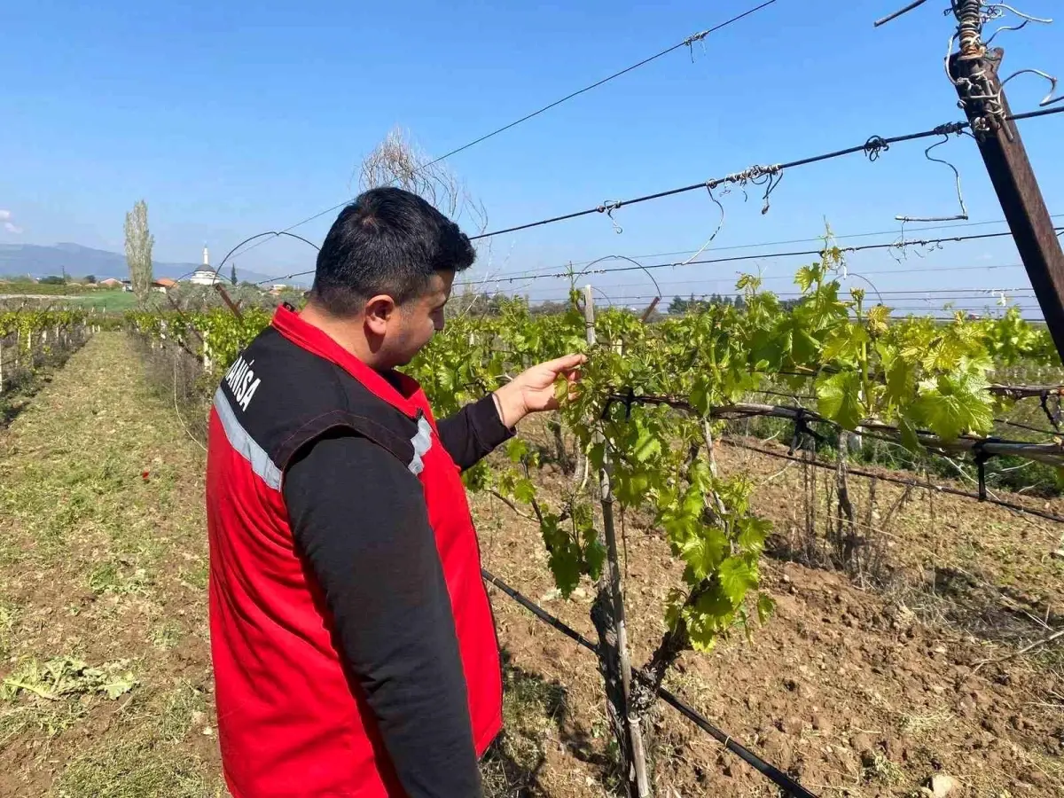 Manisa'da Don Olayı Üzüm Bağlarına Zarar Verdi