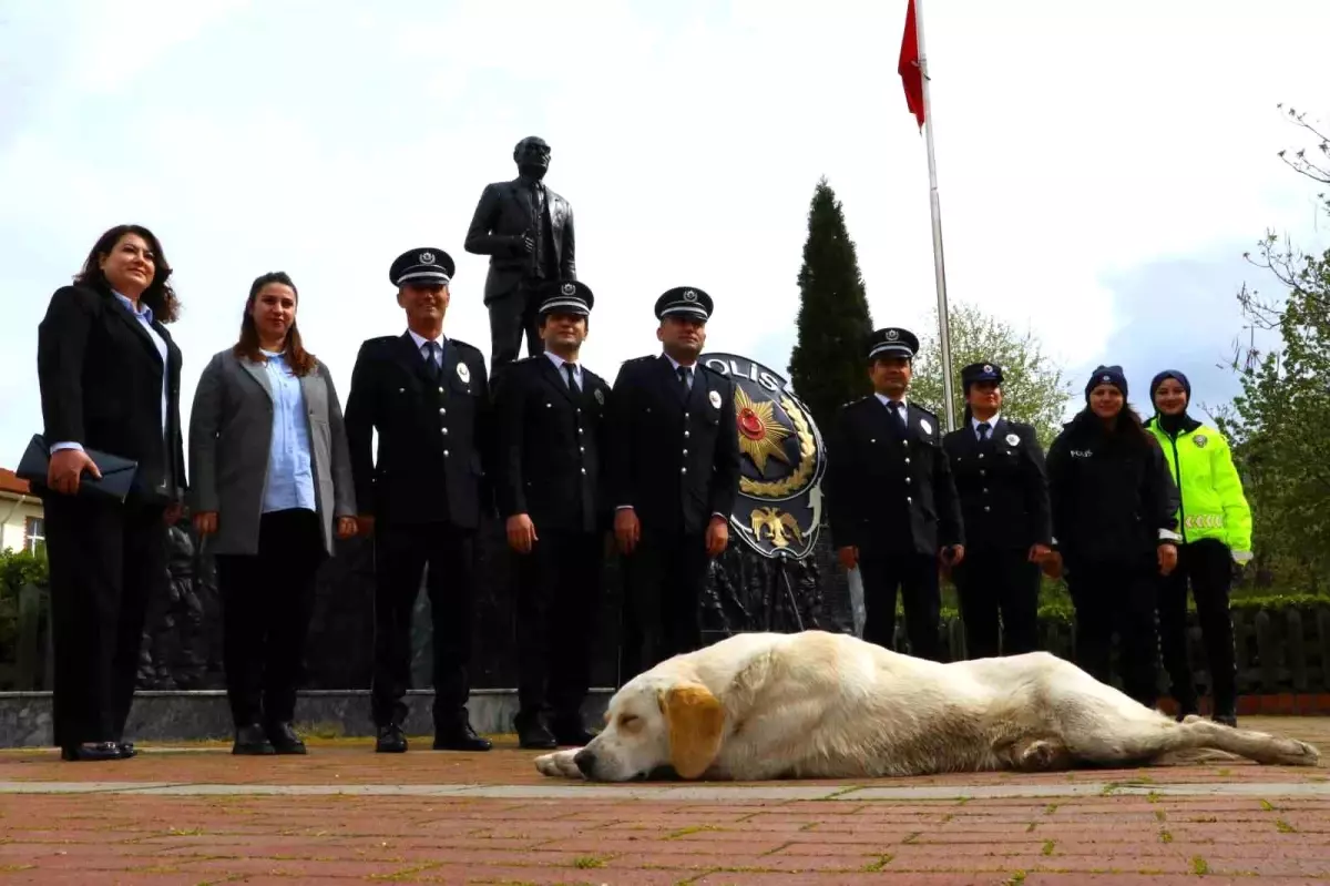 Taşova'da sokak köpeği törende polislerin yanında uyudu