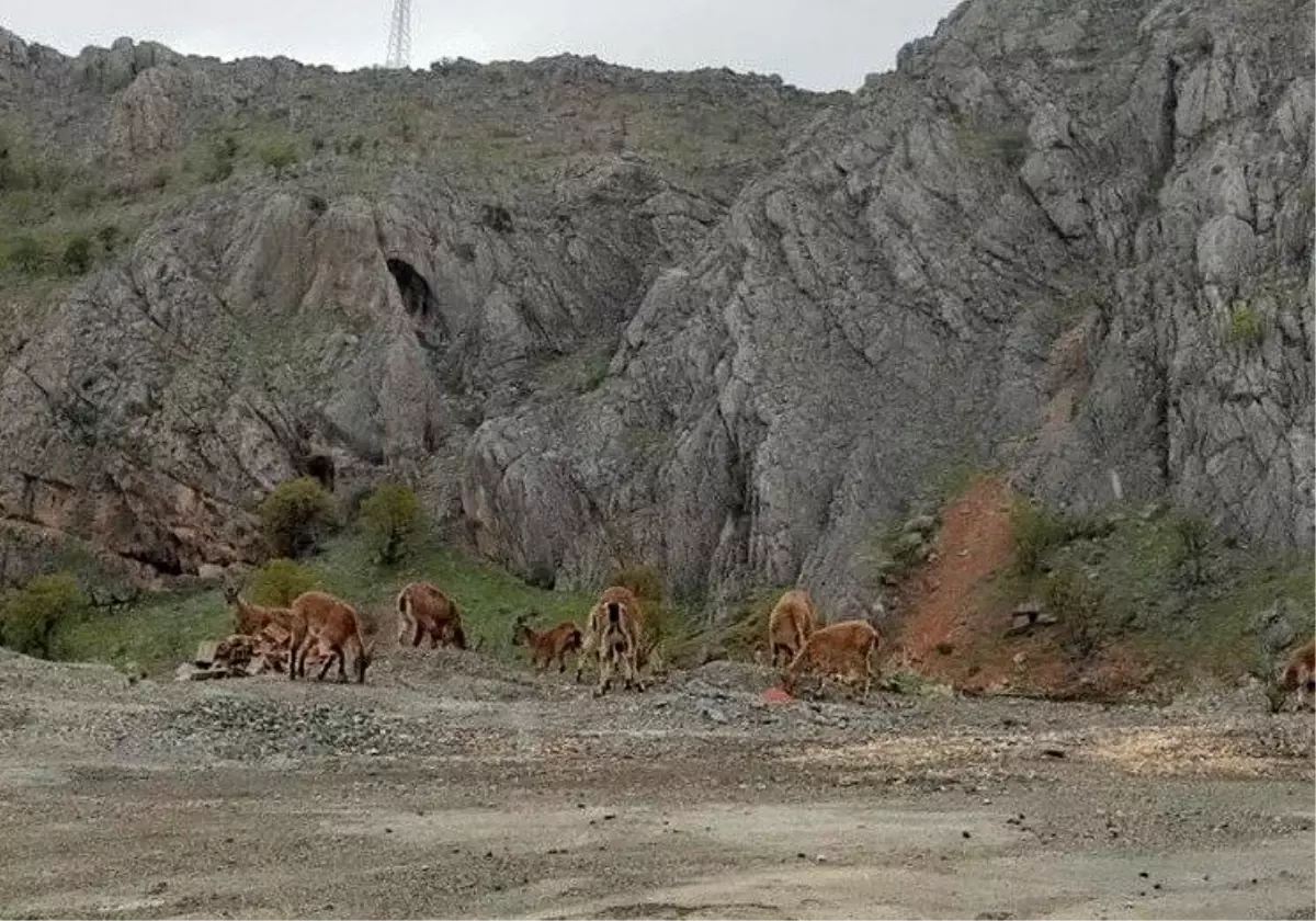 Dağ Keçileri Karayoluna İndi