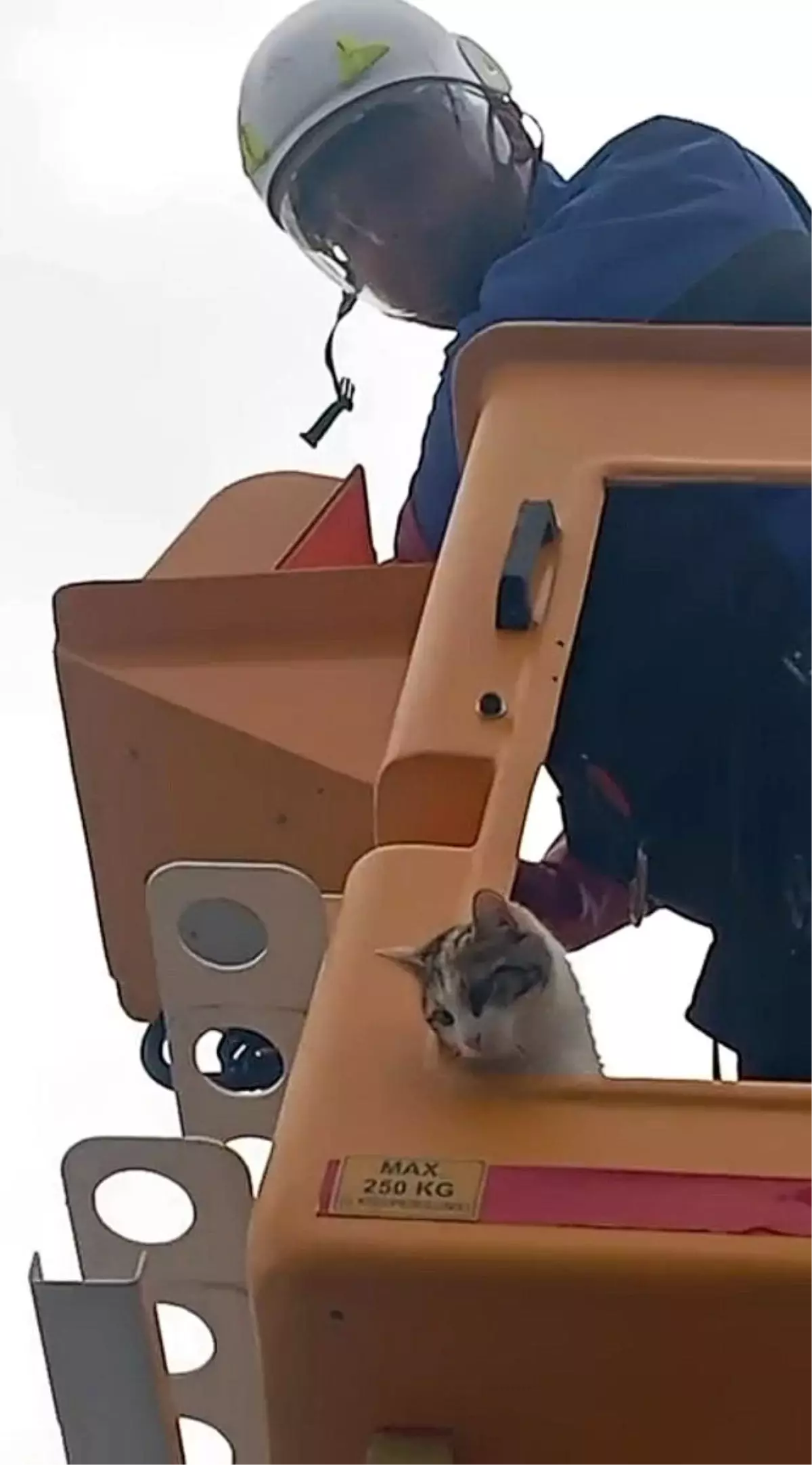Karasu'da Elektrik Direğinde Mahsur Kalan Kedi Kurtarıldı