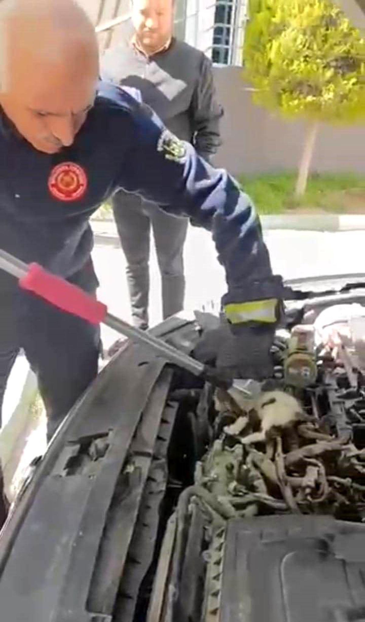 Şanlıurfa'da Otomobilin Motorunda Doğuran Kedi ve Yavruları Kurtarıldı