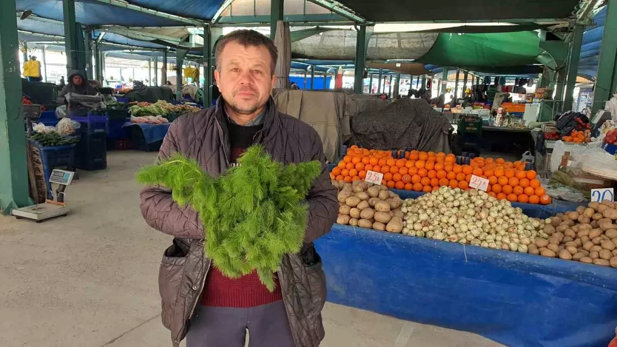 Manisa'da Çaşır Otu Hasadı Başladı