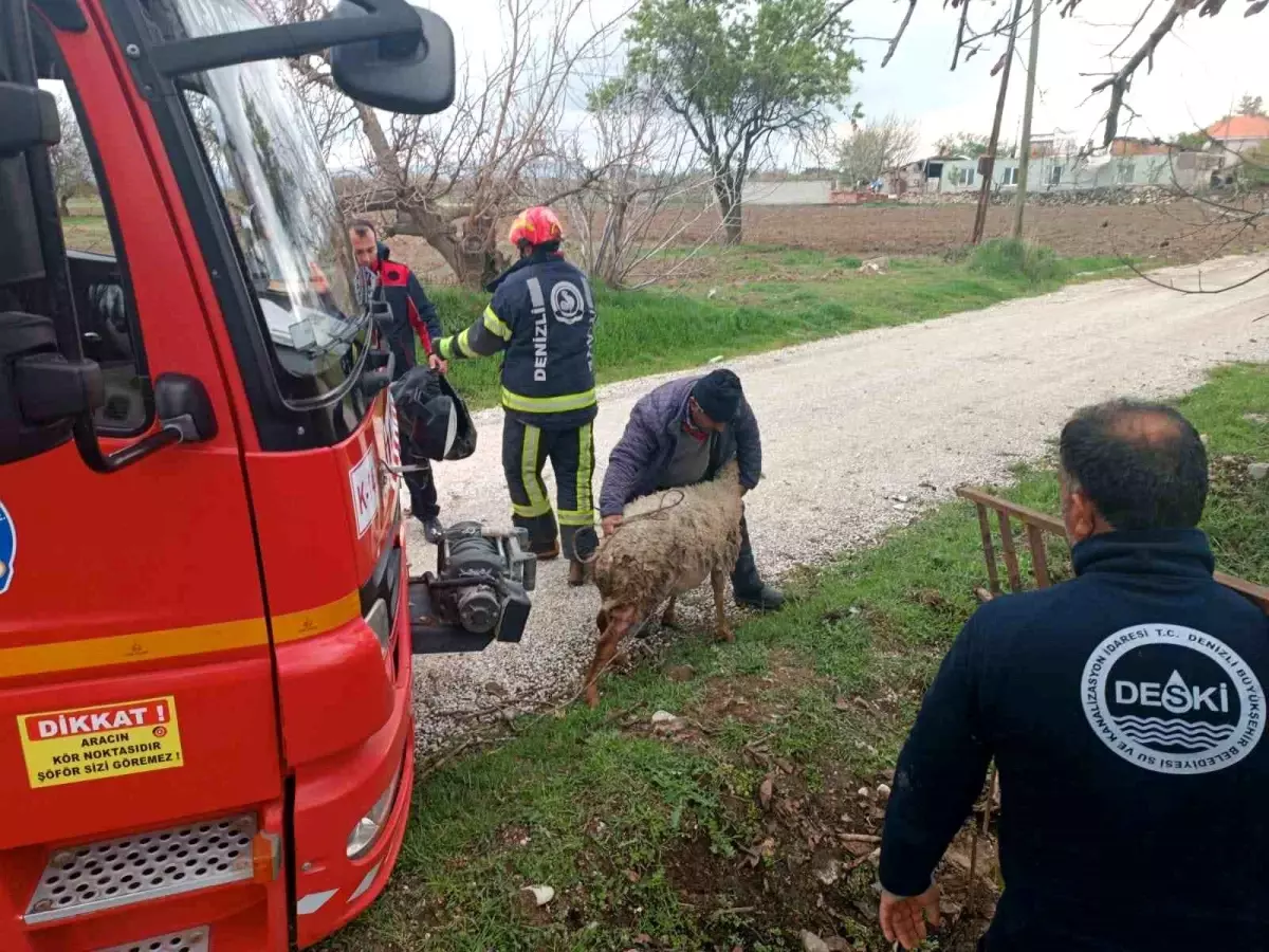 Denizli'de Kuyuya Düşen Koyun İtfaiye Ekipleri Tarafından Kurtarıldı