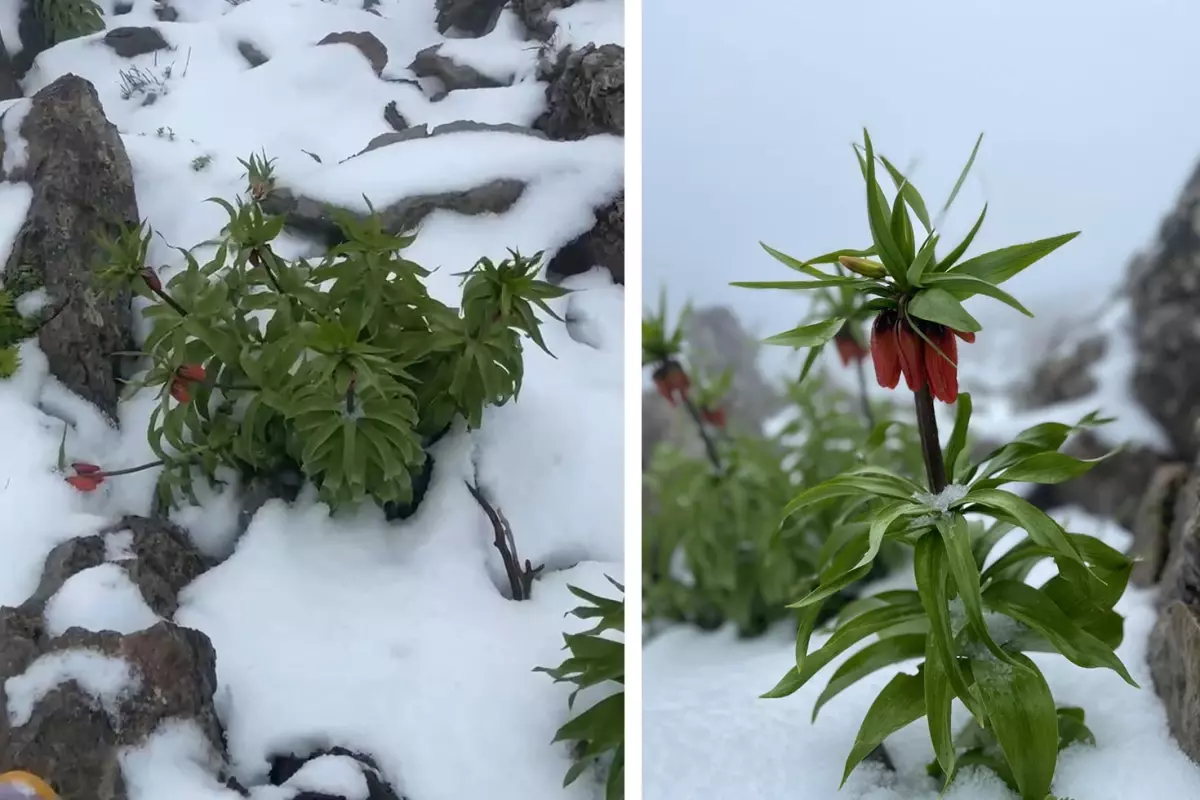 7 kilometre yürüyüp çıktığı yaylada kar altındaki 'hüznün' çiçeklerini görüntüledi