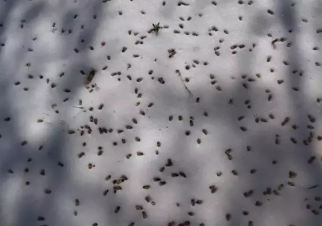 Bu sene kayısı yok mu? Kayısılar yandı mı? Bu sene kayısı yok mu? Kayısılar yandı mı?