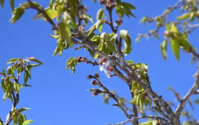 Bu sene kayısı yok mu? Kayısılar yandı mı? Bu sene kayısı yok mu? Kayısılar yandı mı?