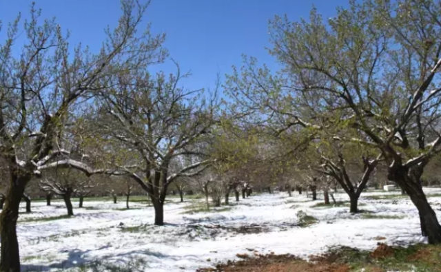 Bu sene kayısı yok mu? Kayısılar yandı mı? Bu sene kayısı yok mu? Kayısılar yandı mı?