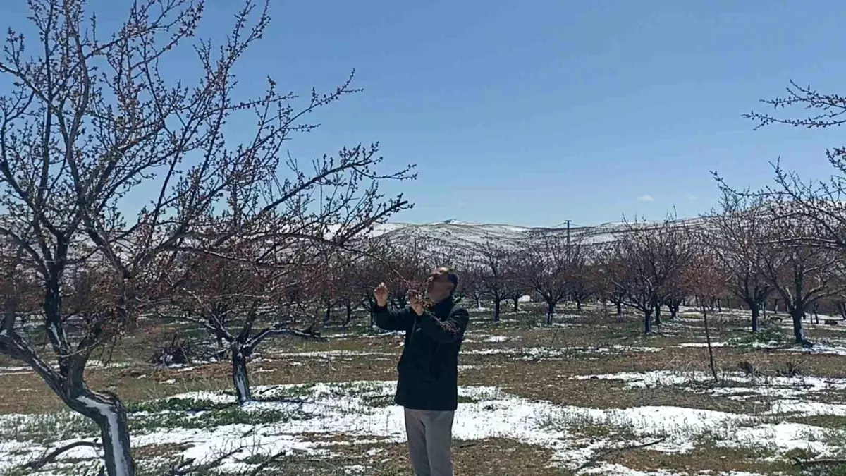 Sivas'ta Şiddetli Soğuklar Kayısı Ağaçlarını Vurdu