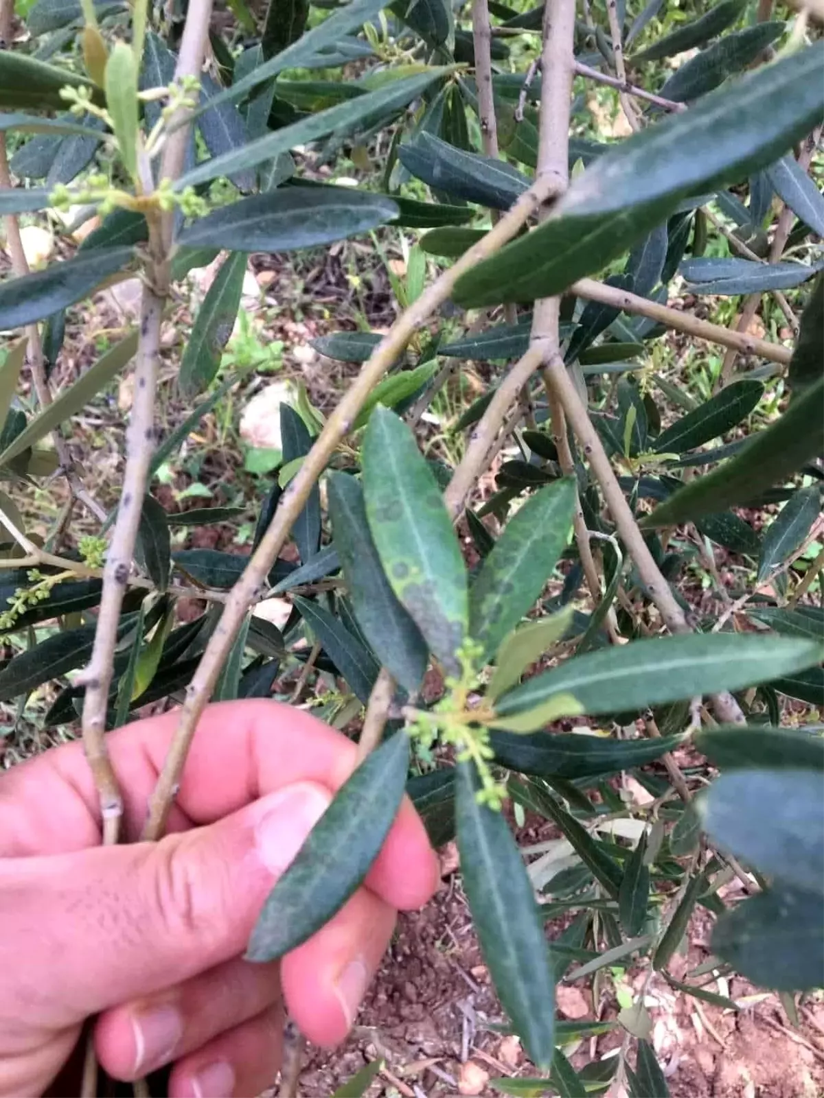 Salihli'de Zeytin Üreticilerine Halkalı Leke Uyarısı