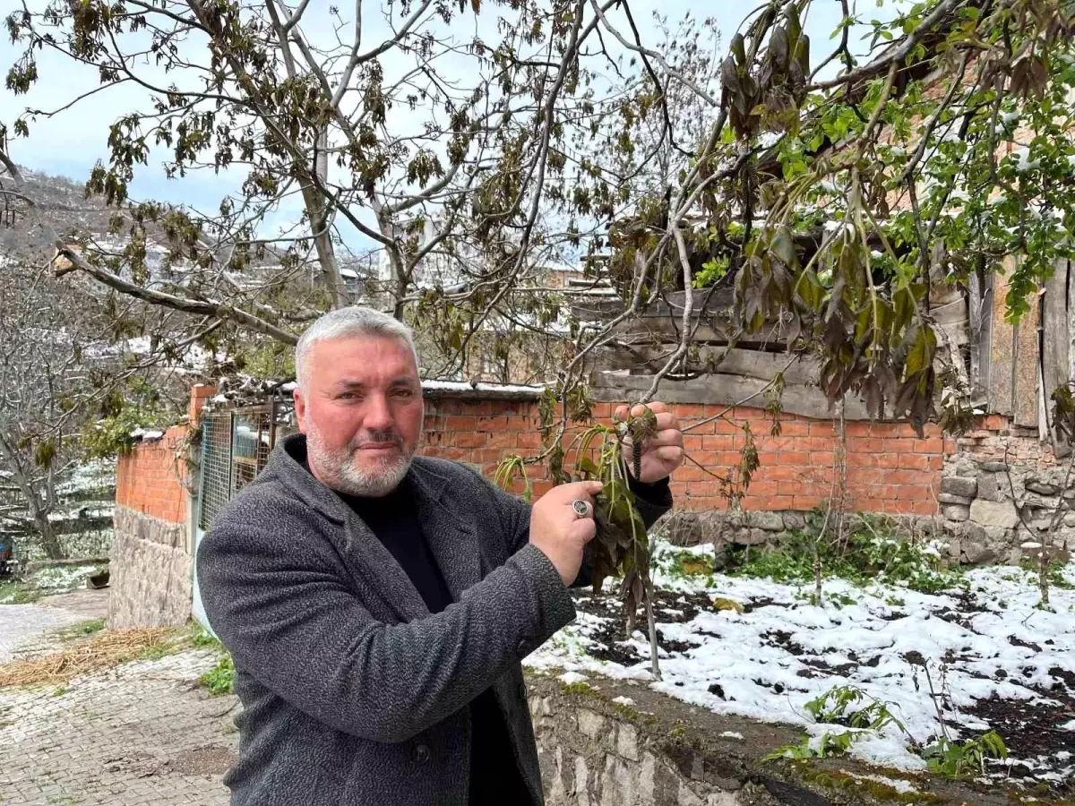 Çorum Oğuzlar'da Ceviz Ağaçları Don ve Kar Sebebiyle Zarar Gördü