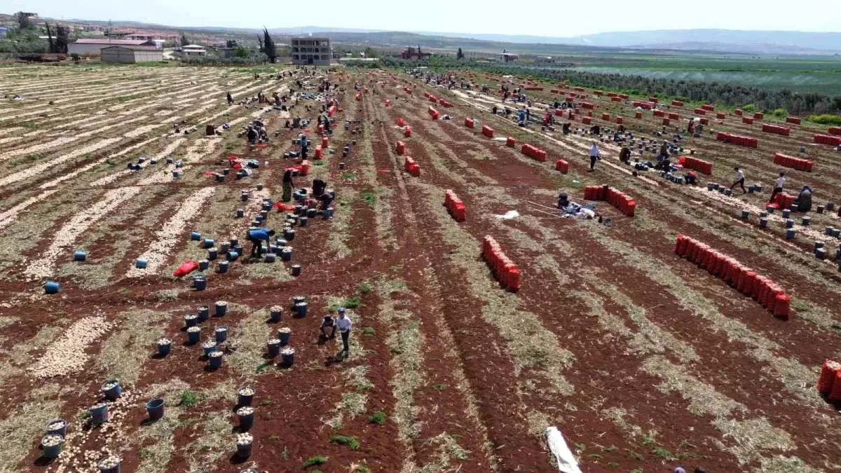 Hatay'da Yılın İlk Soğan Hasadı Başladı