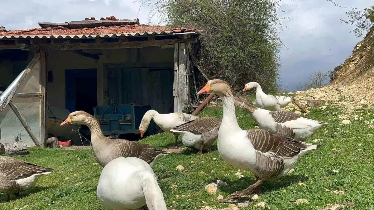 Kaz Yumurtası, Çiftçilere Ek Gelir Sağlıyor