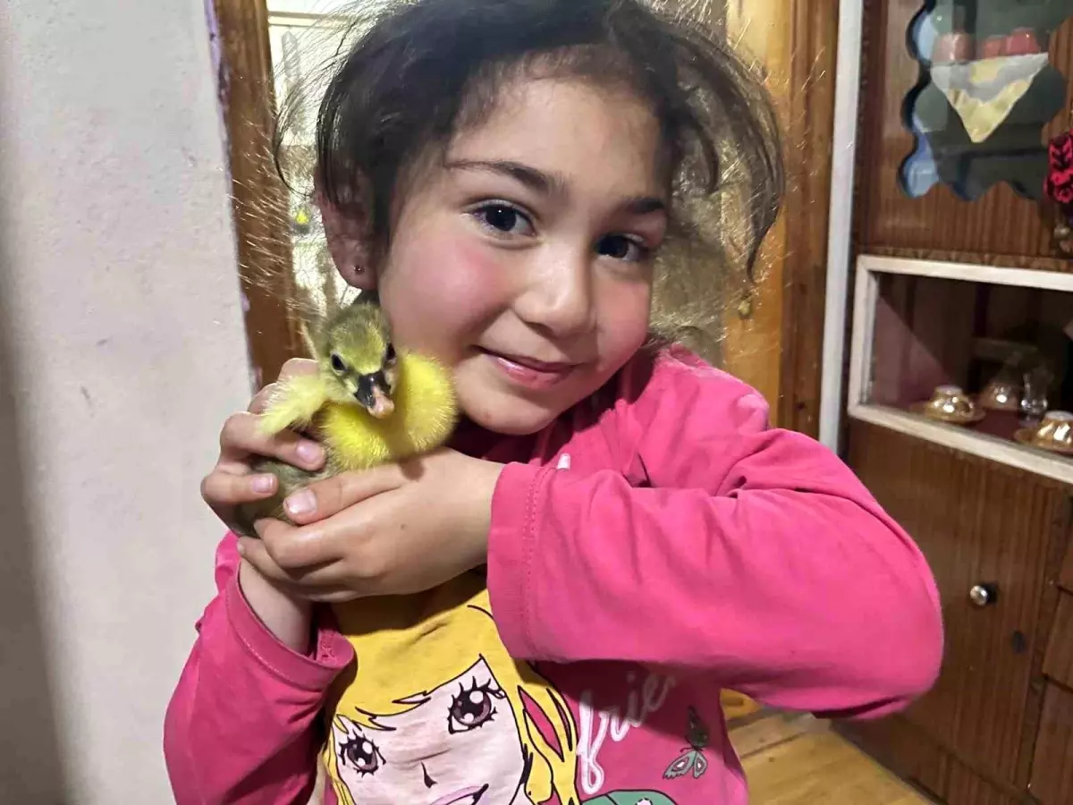 Kars'ta Kazlar Kuluçkaya Yattı, Yılın İlk Yavruları Doğdu