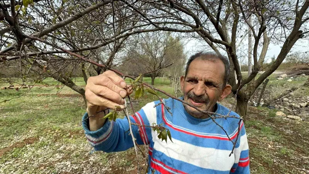 Malatya'da Zirai Don Meyve Ağaçlarına Büyük Zarar Verdi