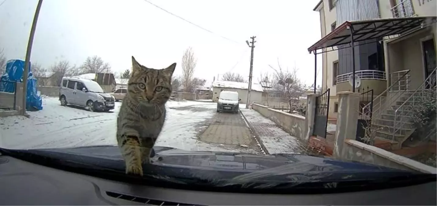Erzincan'da Soğuktan Üşüyen Kedi Araç Kaputuna Sığındı