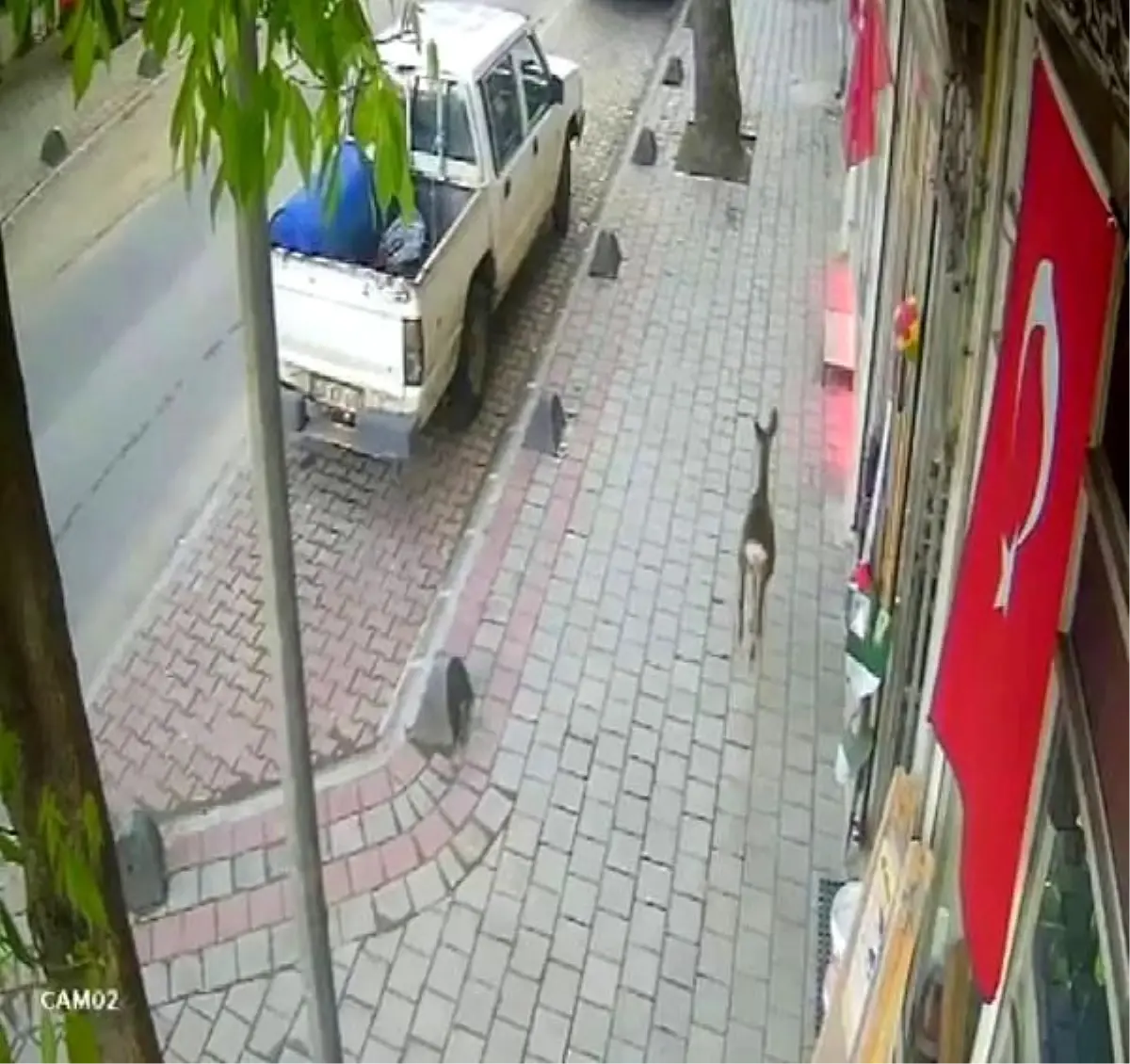 Hendek'te Cadde Üzerinde Koşan Karaca Güvenlik Kamerasına Yansıdı