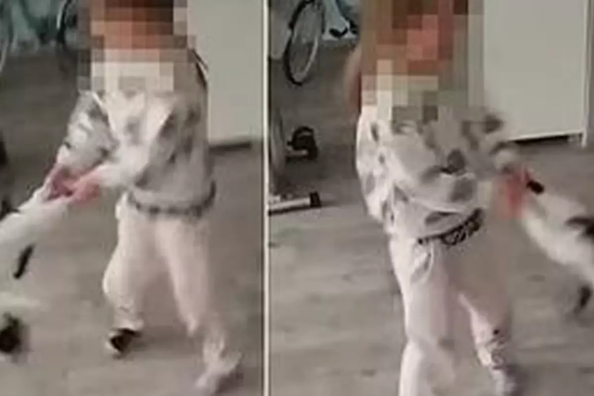 Küçük kız kediye işkence yaptı, annesi gülerek kayda aldı