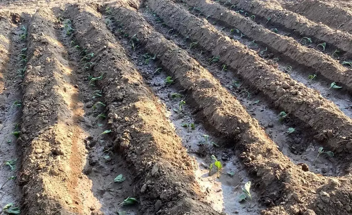 Manisa'da Yazlık Sebze Dikimi Başladı