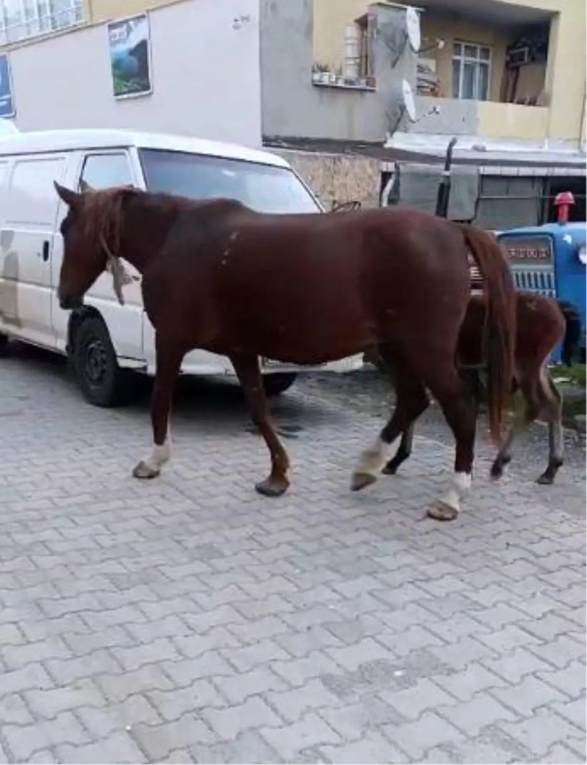 Tekirdağ'da Başıboş Atlar Sürücülere Zor Anlar Yaşatıyor