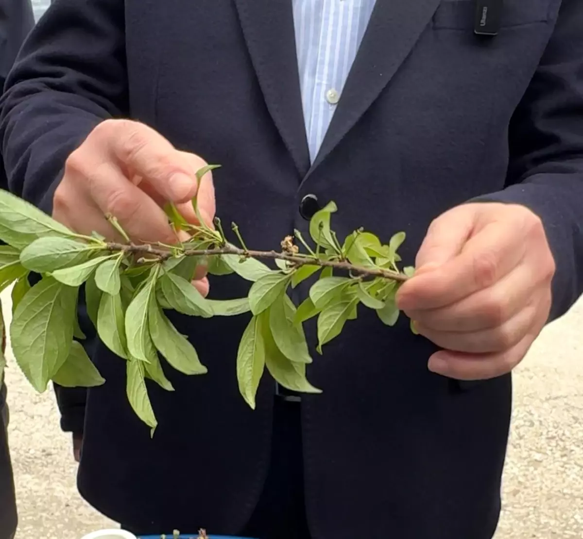 Tokat'ta Zirai Don, Meyve Ağaçlarına ve Tarım Ürünlerine Zarar Verdi