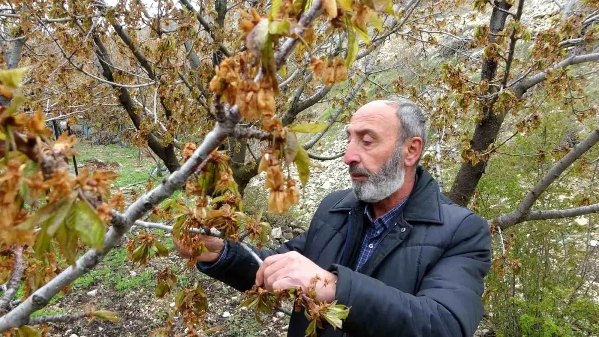 Malatya'da Zirai Don, Kiraz ve Kayısı Üreticilerini Vurdu