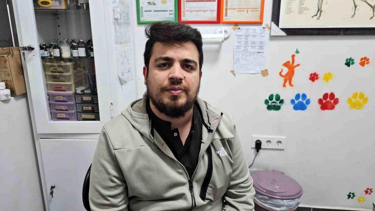 Zonguldak'ta Kedinin Kırık Dişine Altın Kaplama Yapıldı
