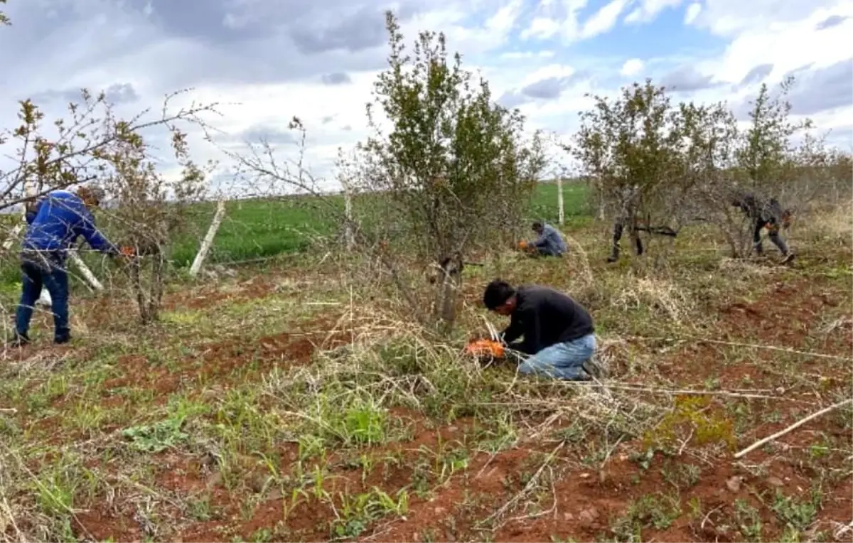 Suruç Narında Budama Çalışmaları Başladı