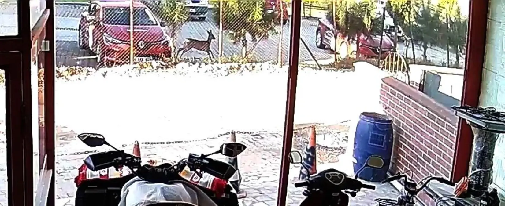 Hendek'te Karaca Dolaşıyor