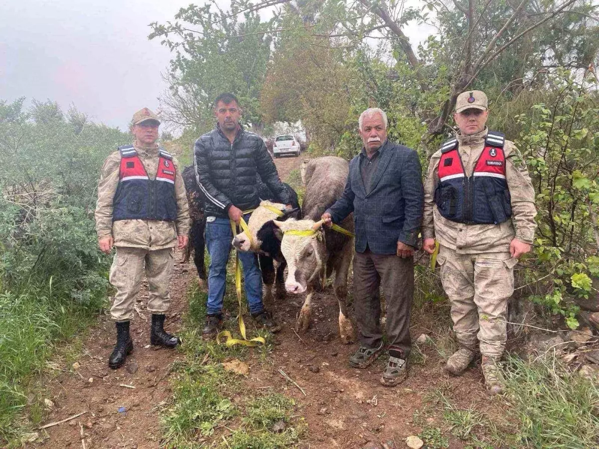 Kilis'te Büyükbaş Hayvan Hırsızlığı İki Şüpheli Yakalandı