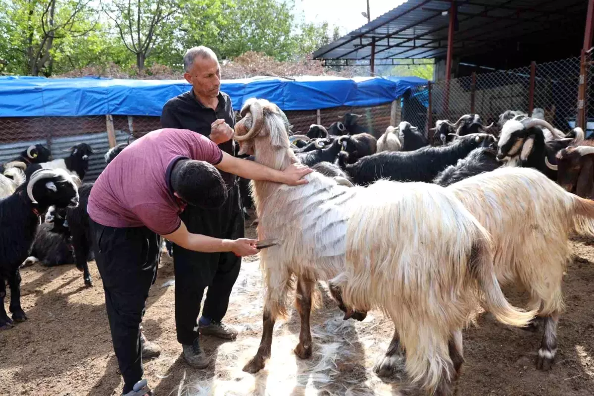 Adana'da Bahar ile Hayvan Kırkma Sezonu Başladı