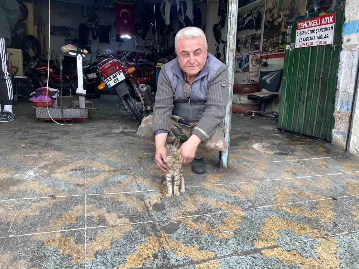 Esnaf, Yaralı Kediyi Tedavi Ettikten Sonra Sahiplendi