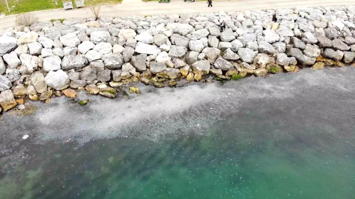 Kadıköy Moda Sahili'nde Deniz Yüzeyi Denizanalarıyla Doldu