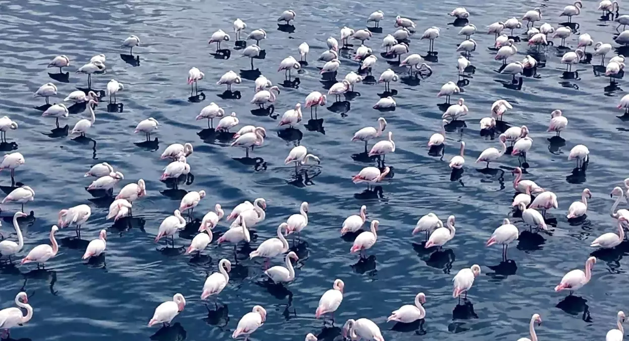 Flamingolar Niğde'de Görsel Şölen Oluşturdu