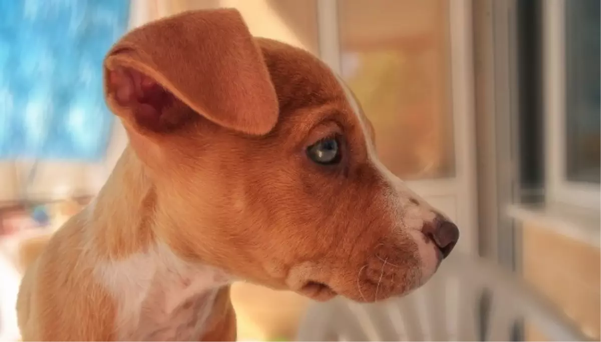Rüyada köpek görmek ne anlama gelir? Rüyada siyah, beyaz, sarı köpek görmek ne demektir?