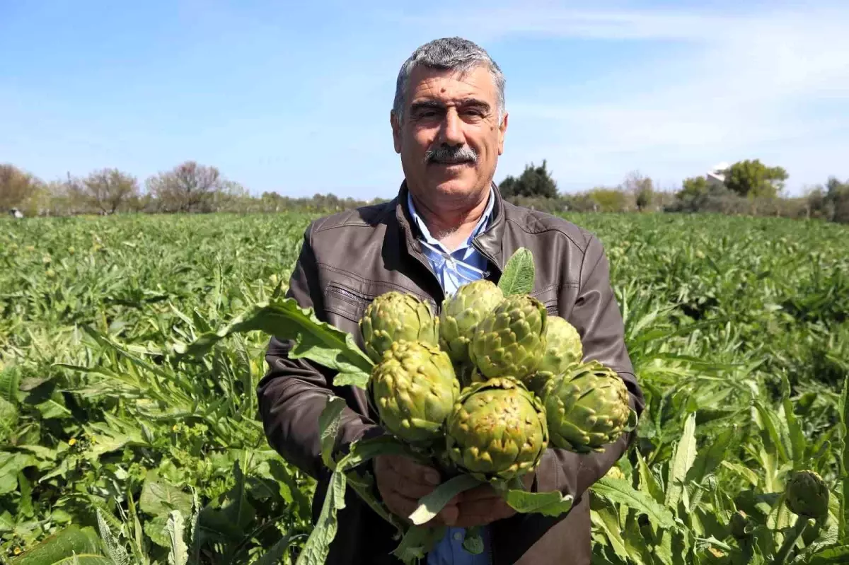 Urla'da Sakız Enginarı Hasadı Coşkusu