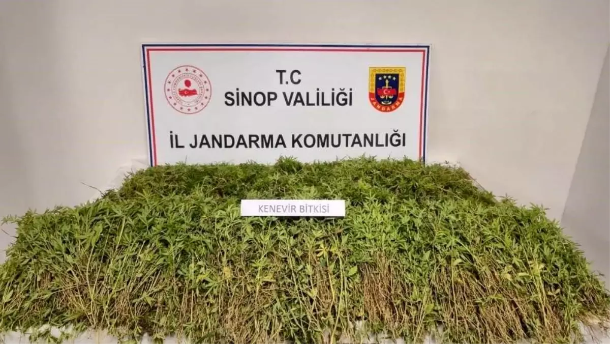Sinop'ta Ele Geçirilen Kenevirler Hakkında Tarla Sahibinden Açıklama