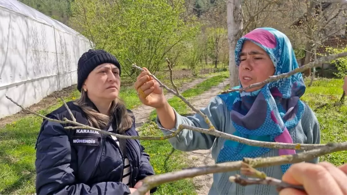 Karabük'te Don Olayı Sonrası Zarar Tespit Çalışmaları Başlatıldı